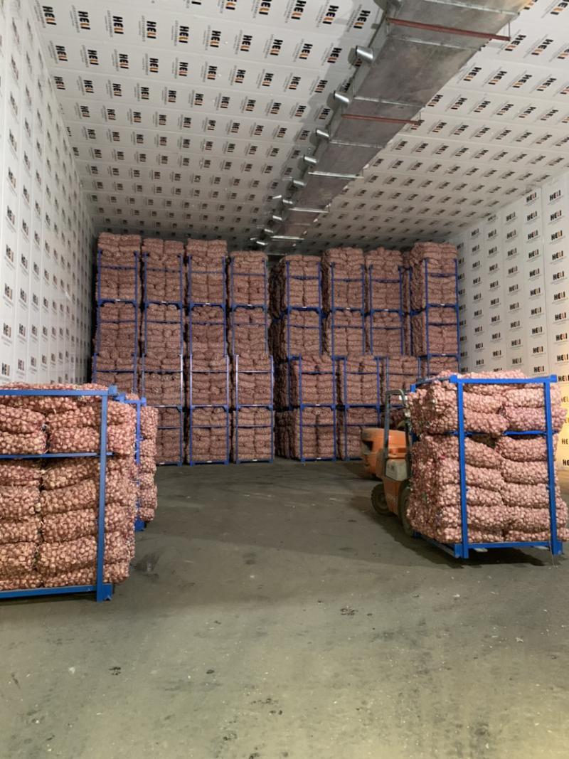 大蒜冷庫儲存技術(shù)要點